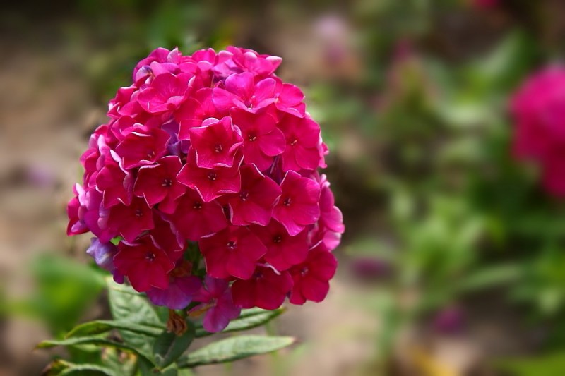 宿根福禄考属于多年生宿根草本花卉