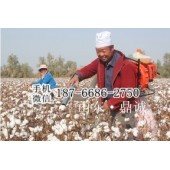 新疆喀什风吸式汽油采棉机 家用拾花吸棉机 便携式摘棉花机