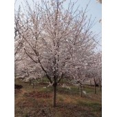 浏阳市樱花树